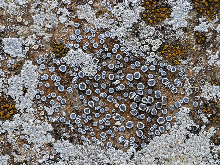 Lecanora crenulata