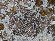 Lecanora crenulata