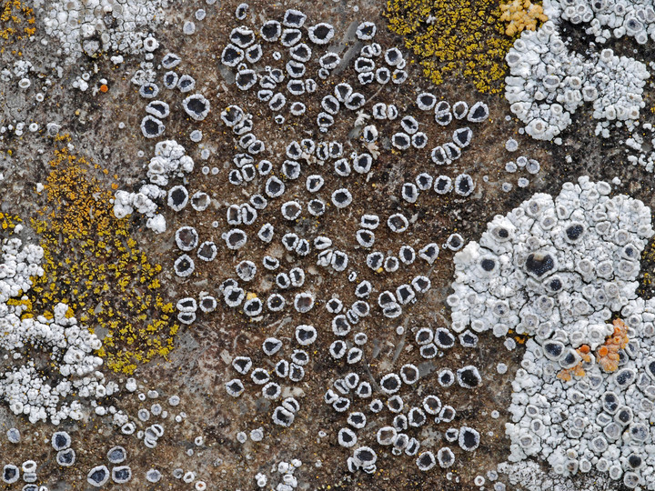 Lecanora crenulata