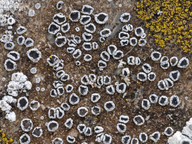 Lecanora crenulata