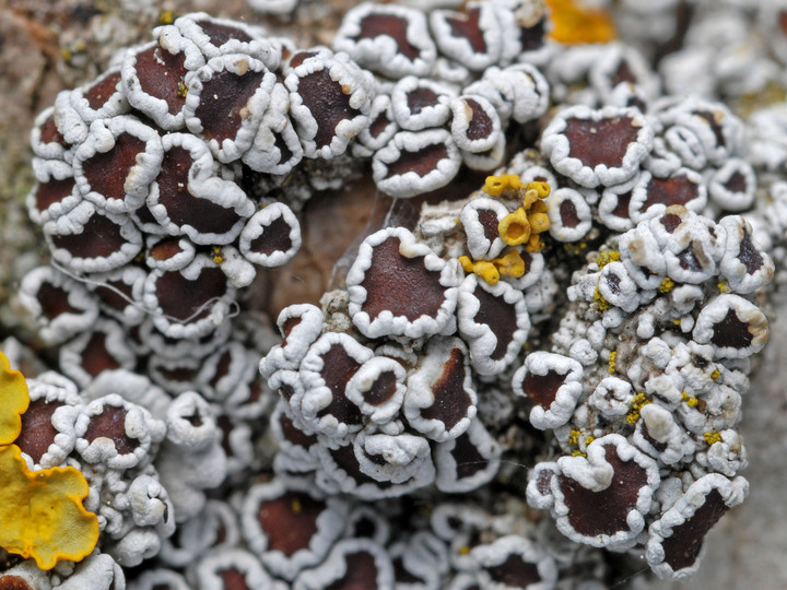 Lecanora allophana