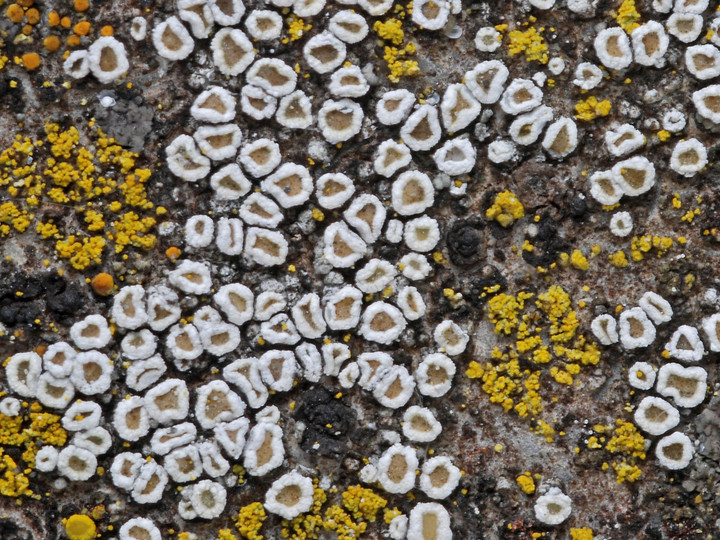 Lecanora dispersa