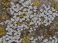 Lecanora dispersa