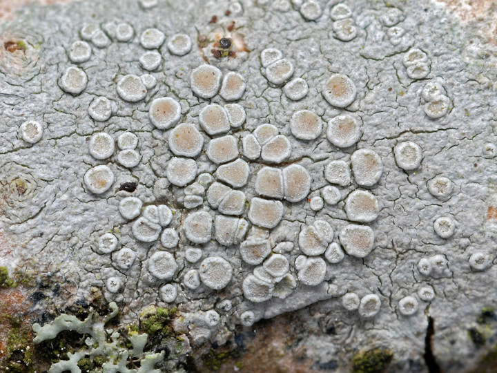 Lecanora carpinea