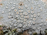 Lecanora carpinea