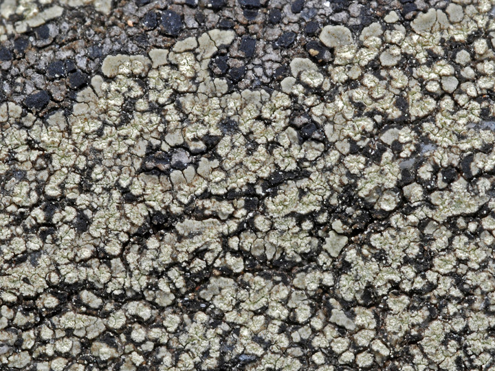 Lecanora soralifera