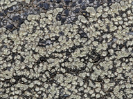 Lecanora soralifera