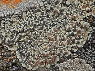 Lecanora intricata