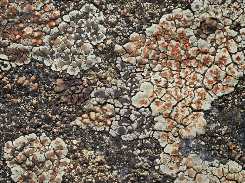 Lecanora intricata