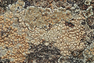 Lecanora intricata