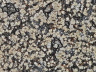 Lecanora soralifera