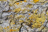 Lecanora hagenii