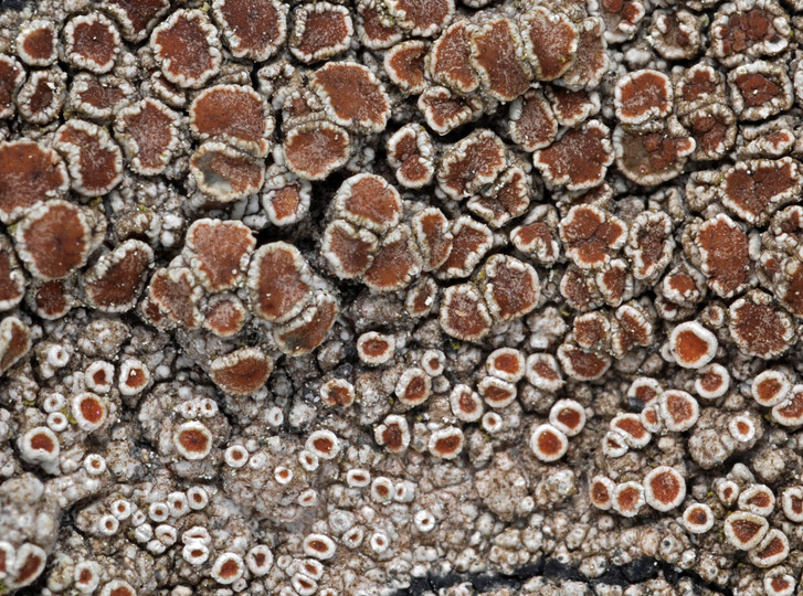 Lecanora cenisia