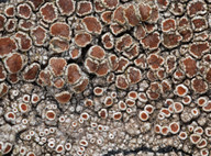 Lecanora cenisia