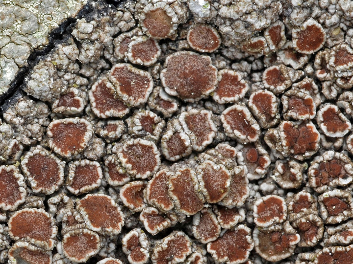 Lecanora cenisia