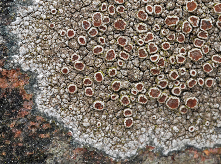 Lecanora cenisia