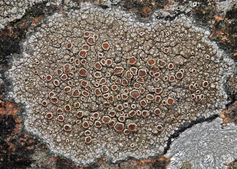 Lecanora cenisia