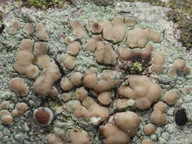 Lecanora symmicta