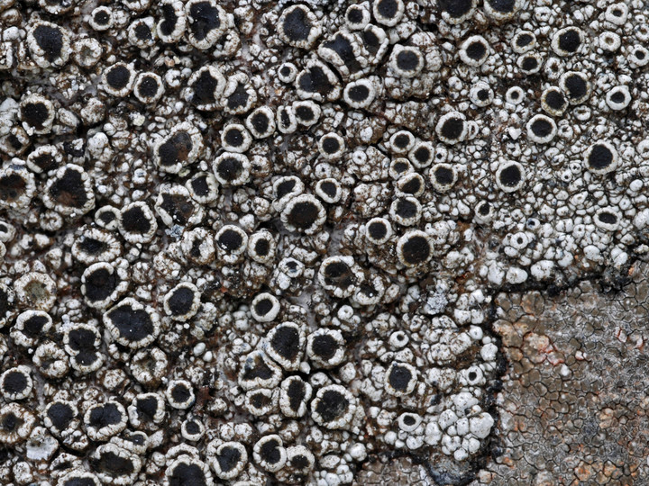 Lecanora gangaleoides