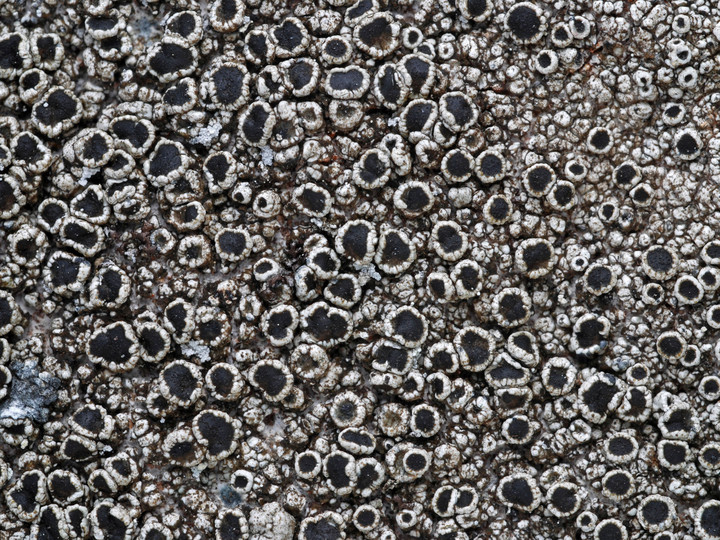 Lecanora gangaleoides