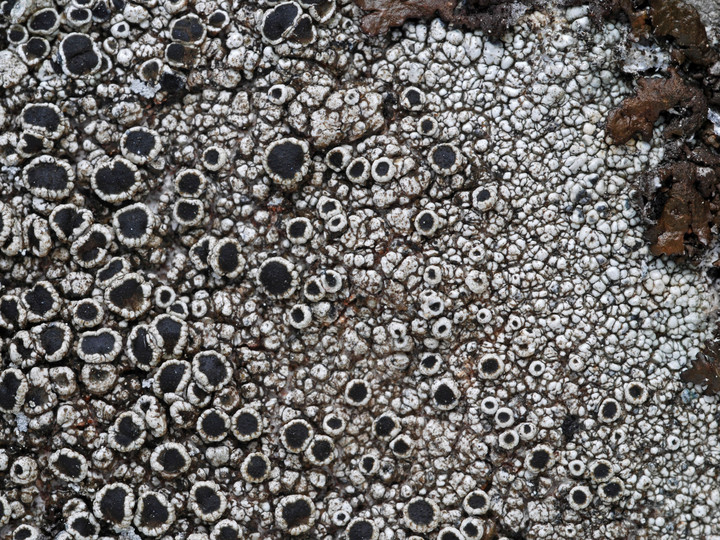 Lecanora gangaleoides