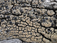 Lecanora subintricata