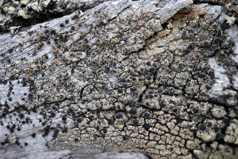 Lecanora subintricata