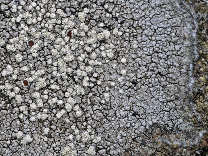 Lecanora caesiosora