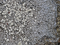 Lecanora caesiosora