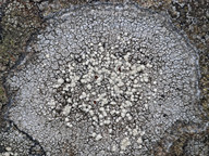 Lecanora caesiosora