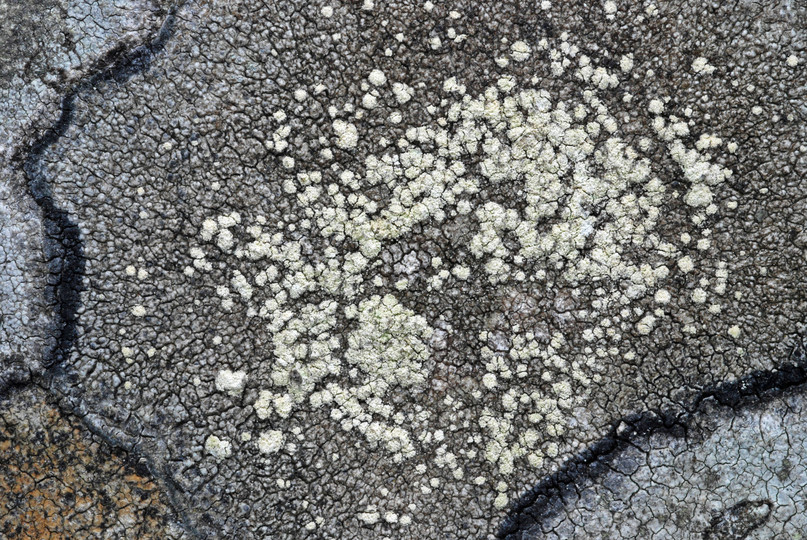 Lecanora caesiosora