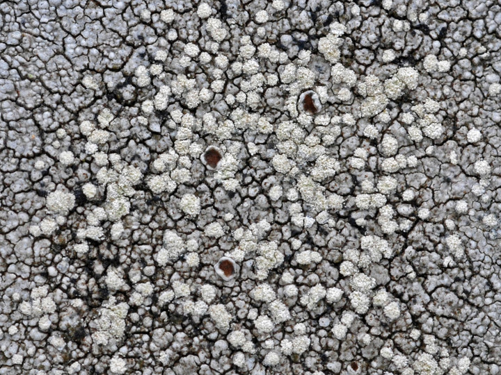 Lecanora caesiosora