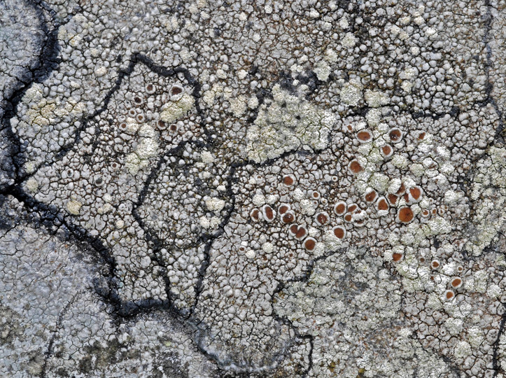 Lecanora caesiosora