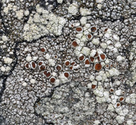 Lecanora caesiosora