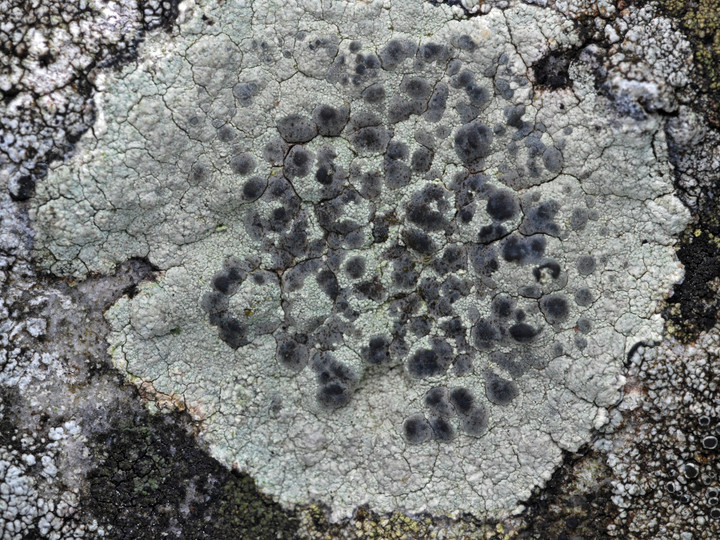 Lecanora sulphurea