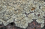 Lecanora garovaglii