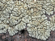 Lecanora garovaglii