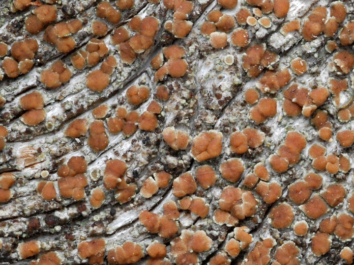 Lecanora saligna