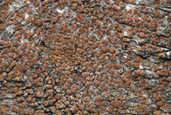 Lecanora saligna