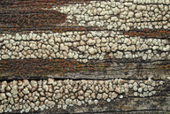 Lecanora polytropa