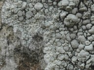 Lecanora albescens