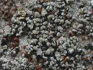 Lecanora albescens