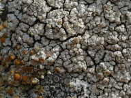 Lecanora albescens