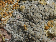 Lecanora albescens