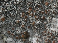 Lecanora argentata?