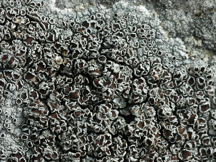 Lecanora campestris