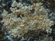 Lecanora intricata