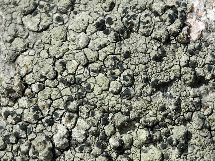 Lecanora sulphurea