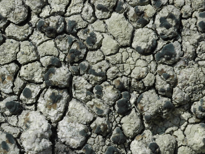 Lecanora sulphurea