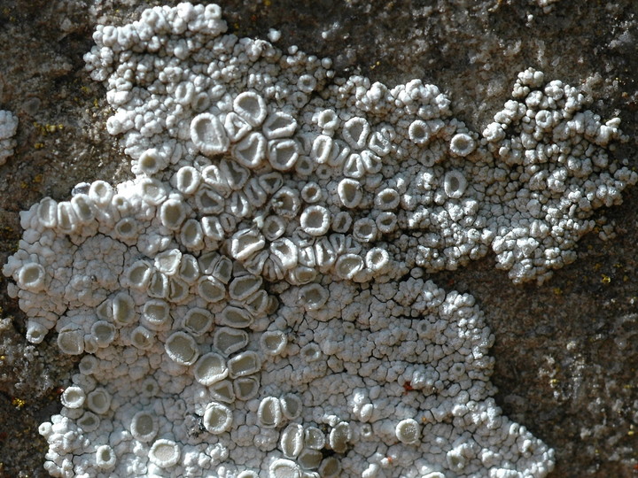 Lecanora albescens